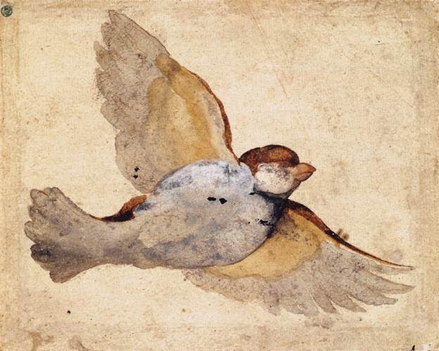 Giovanni da Udine (1487-1564), Study of a Flying Sparrow